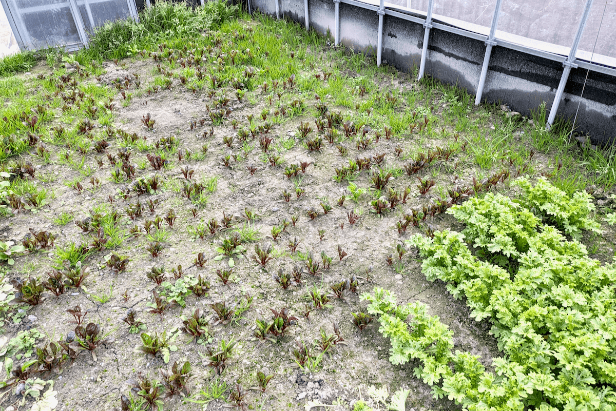 ほかのハウスでは時期をずらし、もう少し育っている葉物野菜